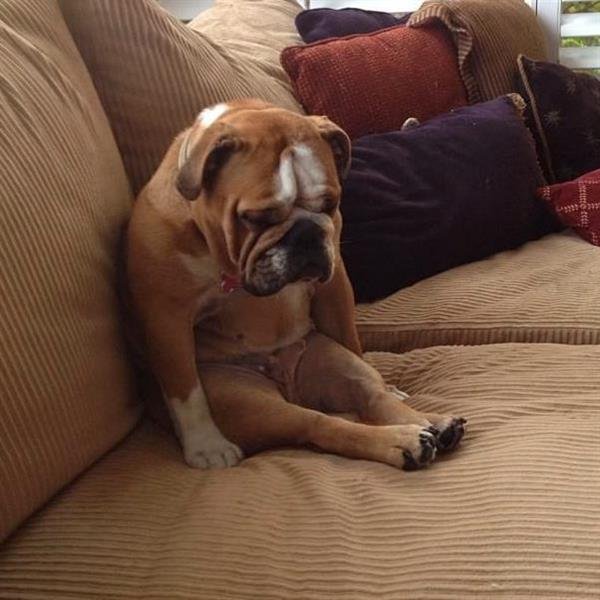 sad-bulldog-on-couch.jpg