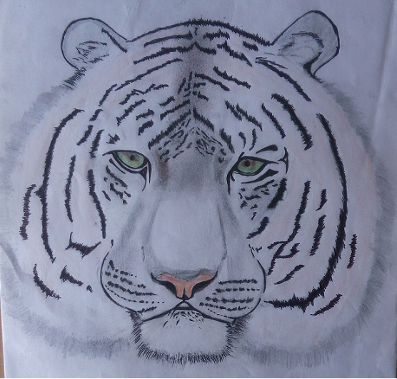 tiger-amit.png