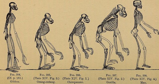 The_evolution_of_man-_a_popular_exposition_of_the_principal_points_of_human_ontogeny_and_phylogene_(1896)_(14594999469).jpg