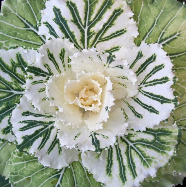 Ornamental_Cabbage_1_(4124467613).jpg