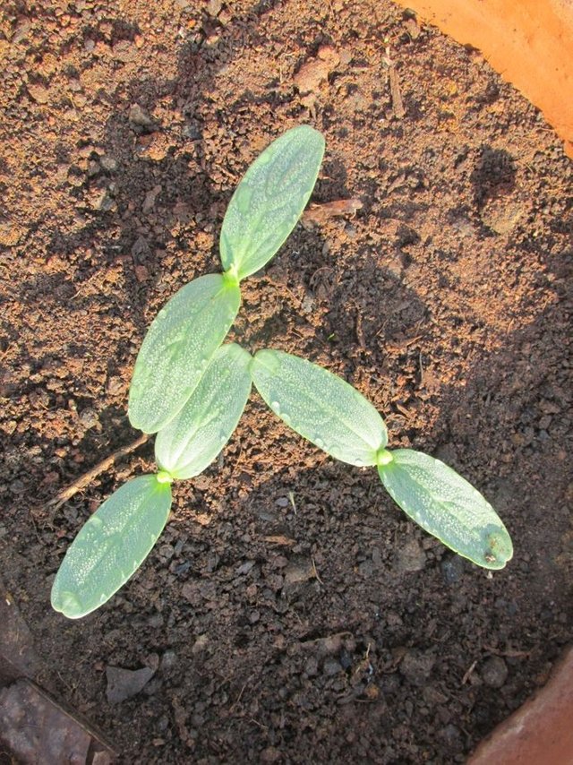 cucumber seedlings