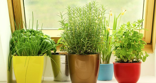 Windowshill-herb-garden.jpg