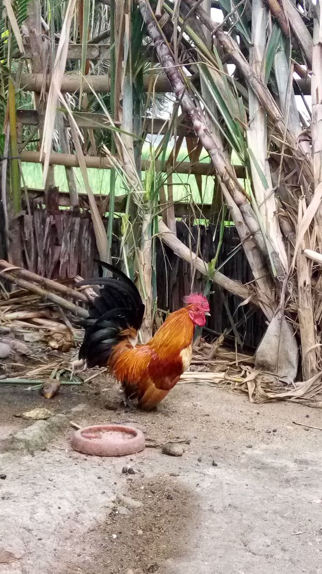 Kenapa Ayam Berkokok Steemit