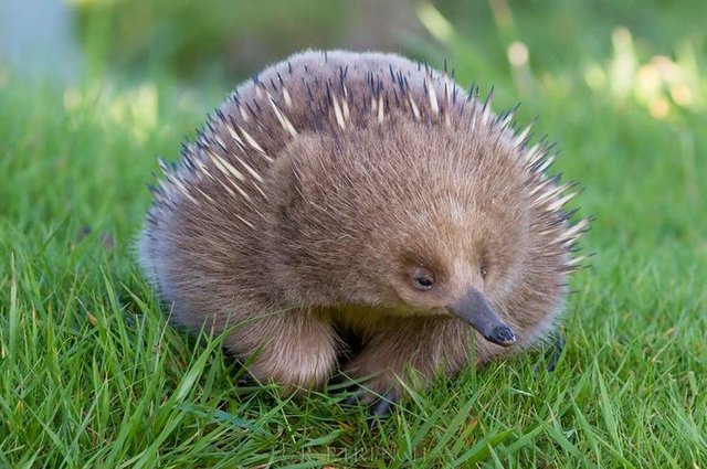 14c51e898c3deb09ed354325cb3479e5--echidna-australian-animals.jpg