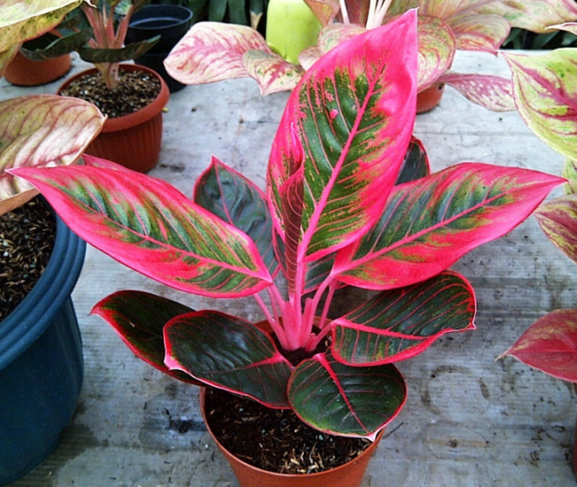 tanaman-hias-aglaonema-Lipstick-1.png