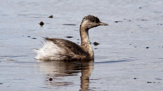 Aves Podicipediformes Podicipedidae Poliocephalus poliocephalus n1 Hoary-headed grebe Narawntapu.jpg