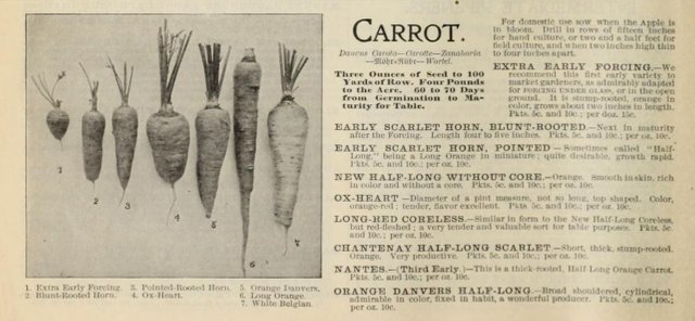 carrot page.JPG