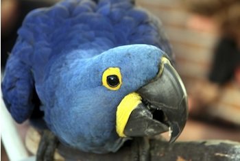 hyacinth-macaw-1a-2666.jpg