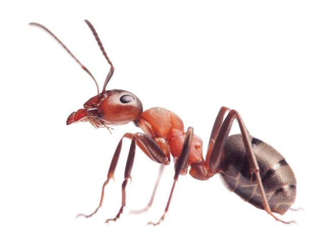 ant.jpg