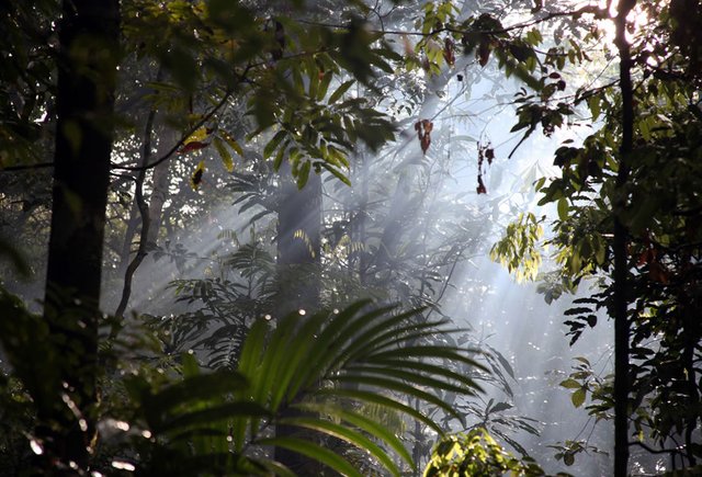 Streams-of-light-in-the-Amazonian-mist.jpg