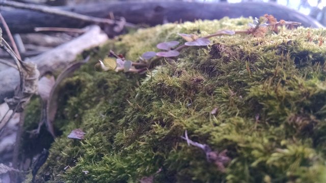 moss log.jpg