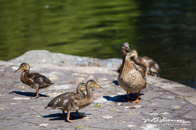 Mallard Ducks-2.jpg