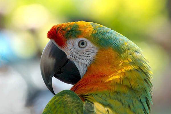 how-long-do-parrots-live.jpg