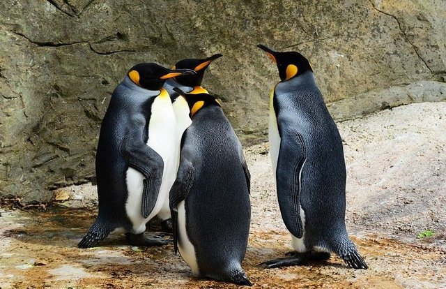 Penguin type.jpg