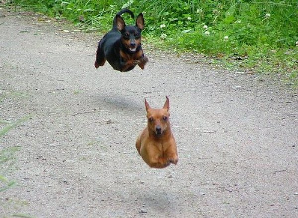 the-world_s-top-10-best-images-of-dogs-jumping-8-1.jpg