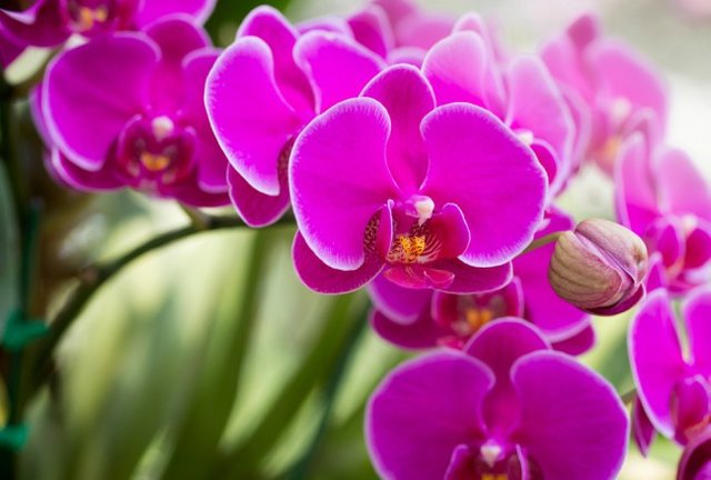 tipos-orquideas-phalaenopsis.jpg