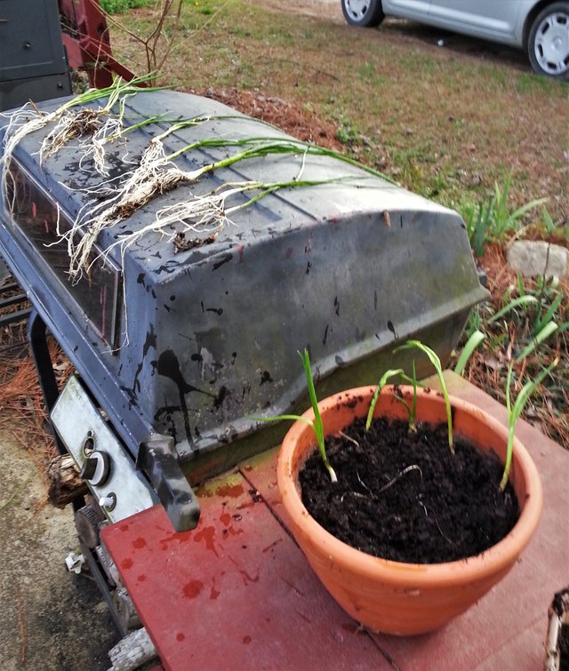 Chive Rescue in progress.jpg
