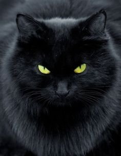 black cat picture.jpg