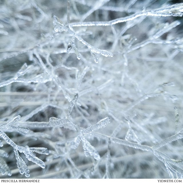 ice forest - by Priscilla Hernandez (yidneth.com).jpg