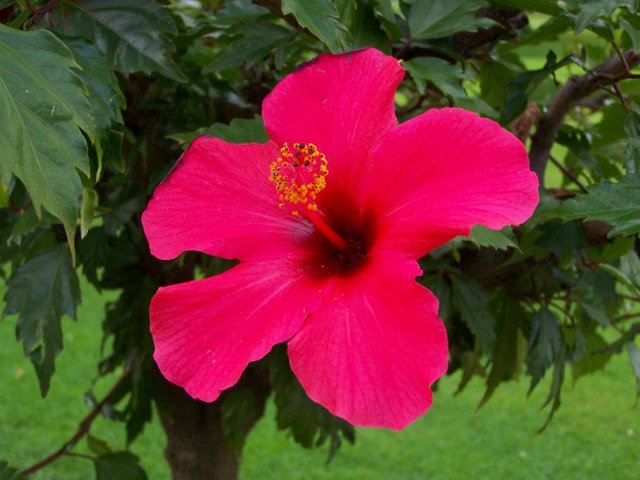 Hibiskus_rosa-sinensis_-_Kwiat.jpg