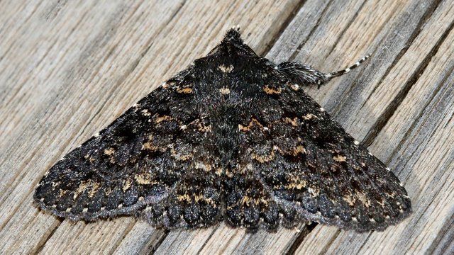 Noctuidae Praxis edwardsii FW 22mm Tas n1 BY MV 2017-09-22.jpg