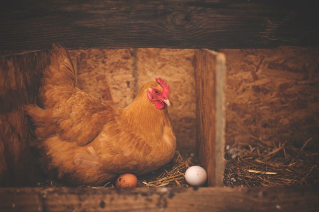 animal-barn-bird-195226.jpg