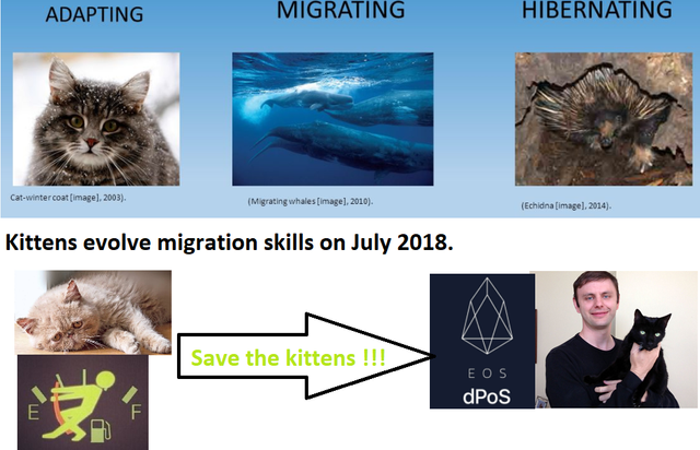 Migration Kittens.png
