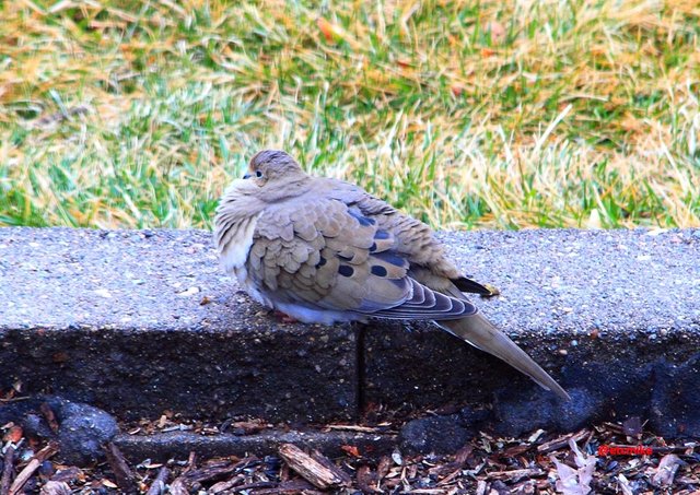 mourning dove PFW19-03sat.JPG