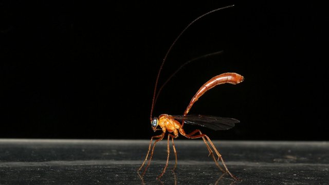 Insects Hymenoptera Ichneumonidae MV BY Tas 2018-01-08 n3.jpg