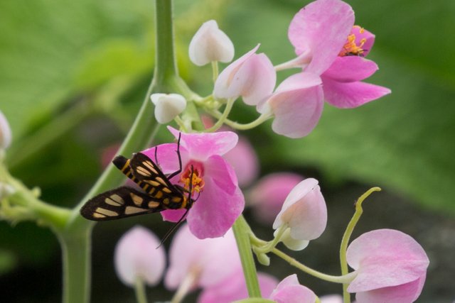 flowers with bug detail.jpg