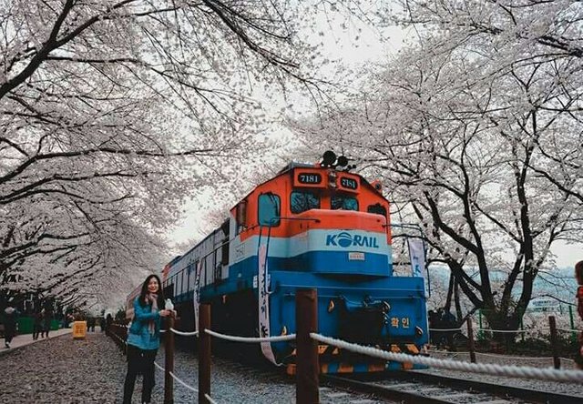 c.v_koreantrain.jpg