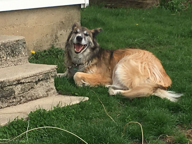 dog smiles.png