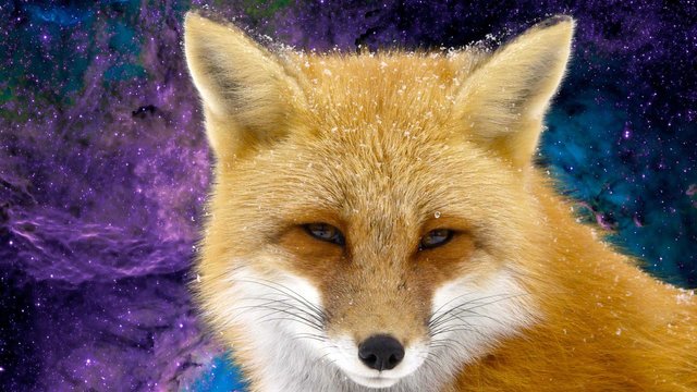 foxspace.jpg