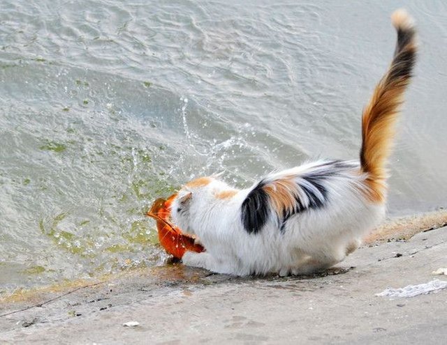 cat-catches-a-huge-goldfish-for-dinner-6.jpg