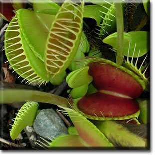 Venus Fly trap Dionea_muscipula-WD-1.jpg