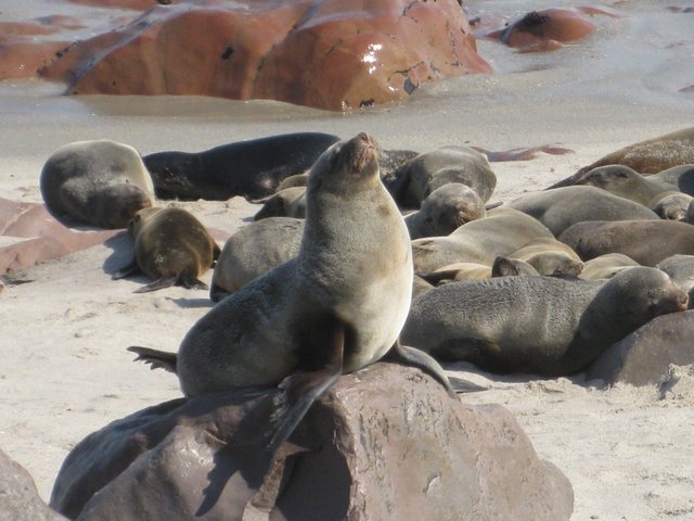 seal on rock.JPG