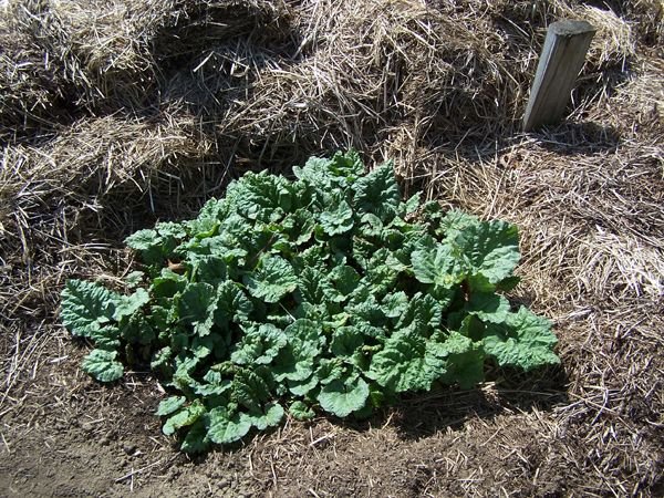 Big garden - rhubarb2 crop April 2018.jpg