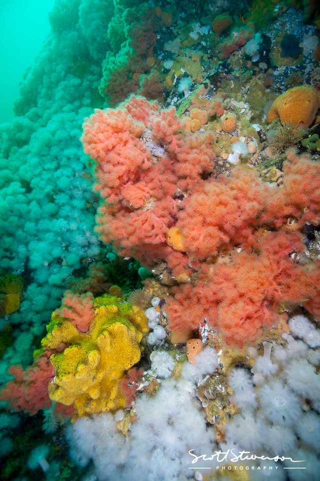 Pink Soft Coral-3.jpg