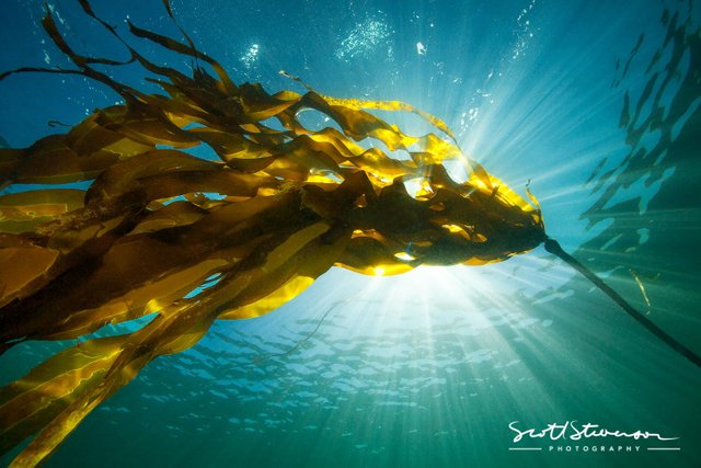 Bull Kelp-1.jpg