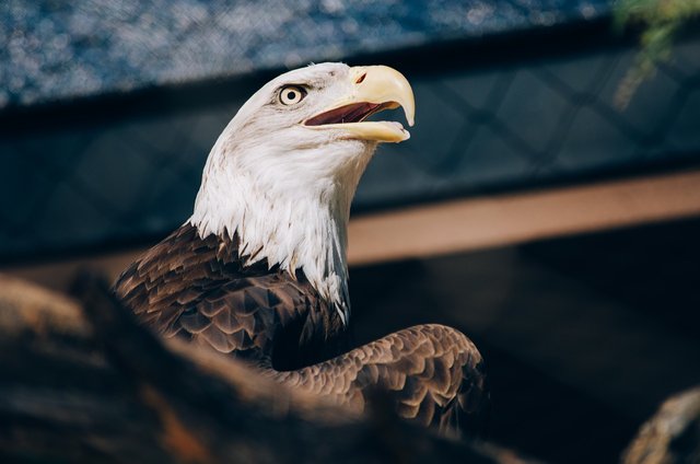 eagle-1246681_1280.jpg