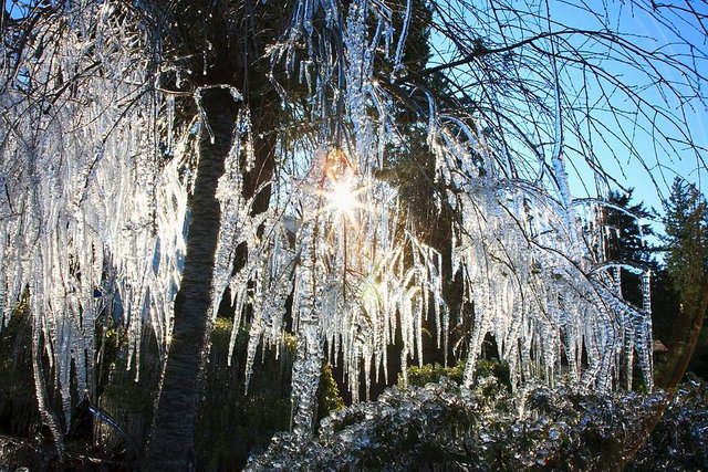 icicles-hanging-from-tree-branches-craig-tuttle.jpg