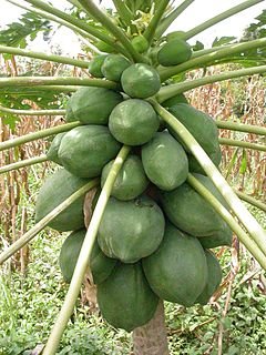 240px-Carica_papaya_MS4113.JPG