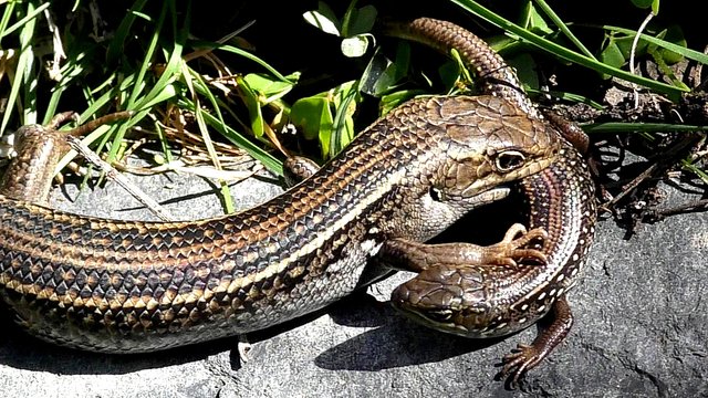 Lizards Fighting Whites Skink.jpg