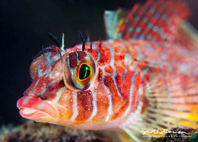 Longfin Sculpin-1.jpg