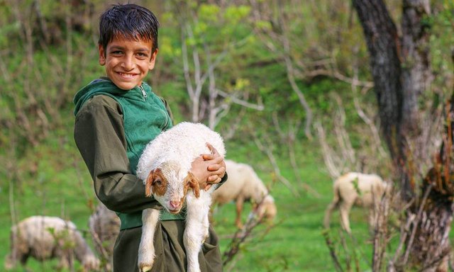 A young boy with an ewe.jpg