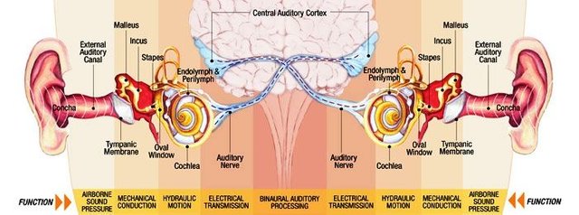 binaural-hearing.jpg