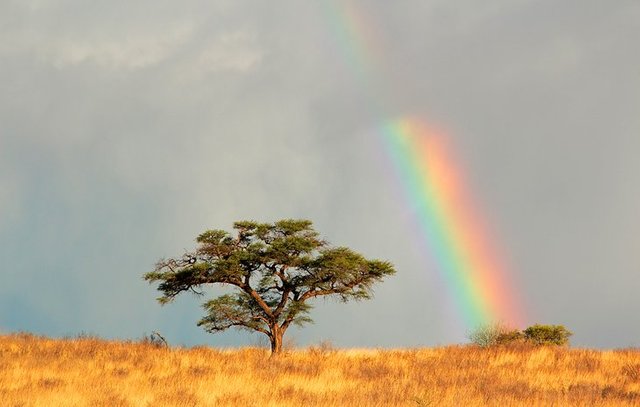 south-africa-kgalagadi-transfrontier-park.jpg