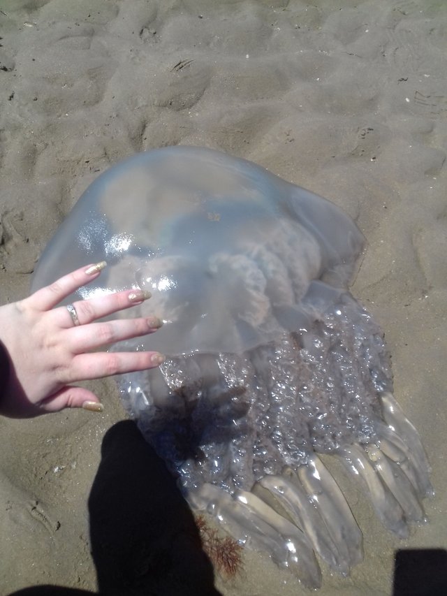 Jellyfish.jpg