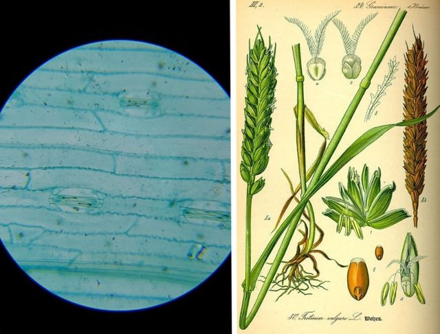 triticum aestivum.JPG