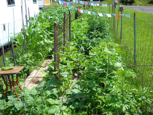 garden 7-26-10 005.jpg